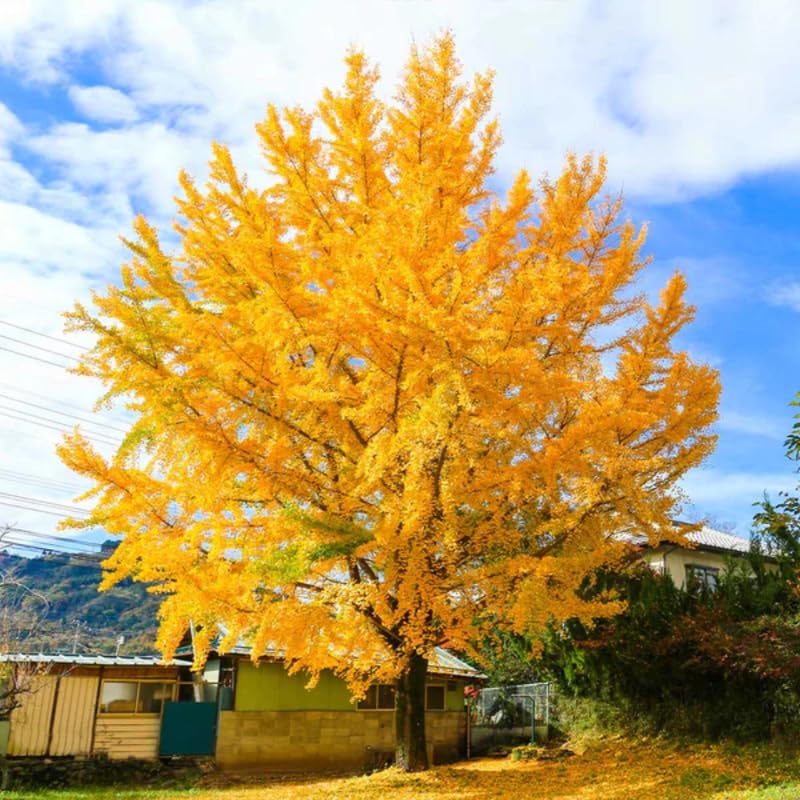 Ginkgo Tree Plant Live 8 Months Old Seedlings, Well Rooted, Ready to Grow, Dormant Focus on Roots Systems, Spring Bud-Break