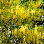 Golden Chain Tree Live Potted Tree, 16-24 Inch Yellow Wisteria Plants