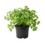 Live Cilantro Plant in 4'' Pot, Fresh Culinary Herb, Herbs for Indoor and Outdoor Gardens Planting