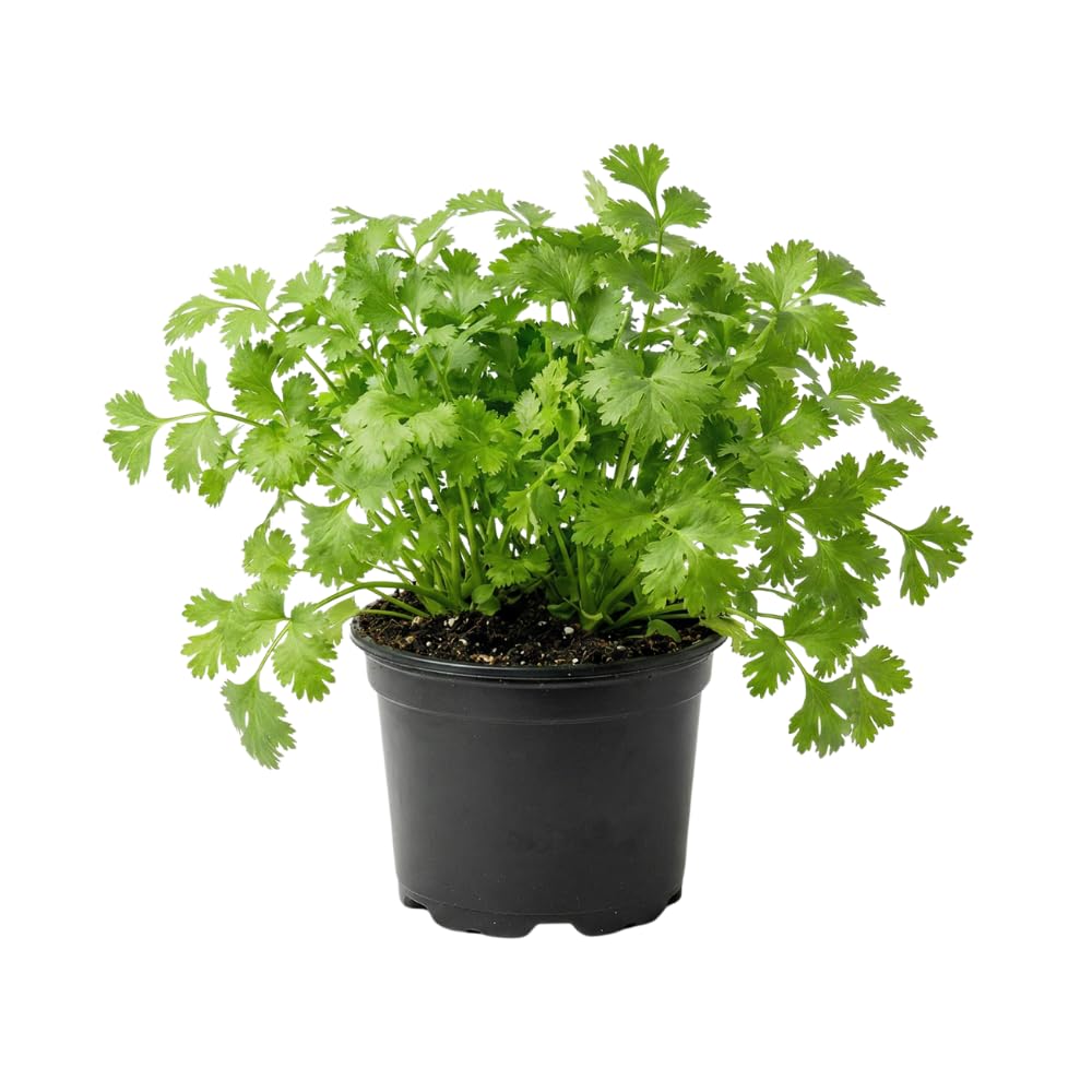 Live Cilantro Plant in 4'' Pot, Fresh Culinary Herb, Herbs for Indoor and Outdoor Gardens Planting