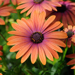 2 Mix Osteospermum African Daisy Plants, Perennial Daisy Flowers for Outdoor Planting 3-5 Inches (Coral)