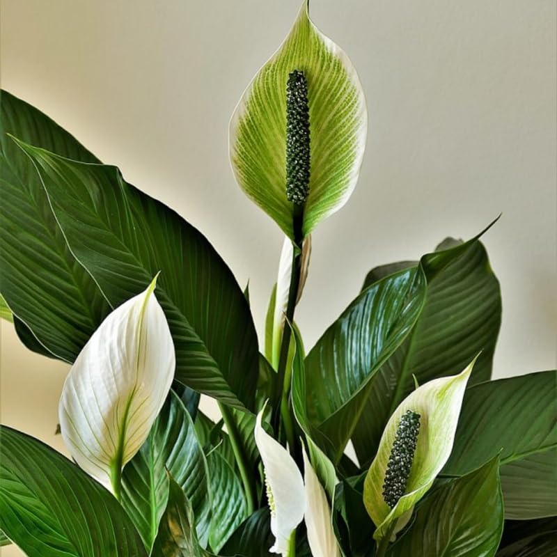 Pack 2 Peace Lily Plants, Peace Lily Houseplant, Well Rooted Indoor House Plant 4-7 Inch Tall