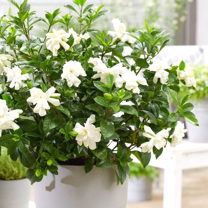 3 Gardenia Plants Live, Jasmine Plants Live Indoor, 5 to 7 Inc Tall, Frost Proof Gardenia Live Plant, Flowering Jasmine Plant