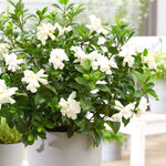 3 Gardenia Plants Live, Jasmine Plants Live Indoor, 5 to 7 Inc Tall, Frost Proof Gardenia Live Plant, Flowering Jasmine Plant