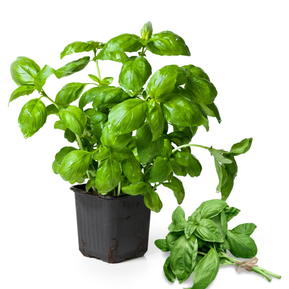 Sweet Basil Plants Live in 4 Inch Pot, 4-8” Tall Basil Herb Plant for Planting, Fragrant Large Leaf, 2 Plants per Pot
