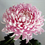 2 Mums Plants Live, Double Pink Chrysanthemum Plants Live, No Potted, Chrysanthemum Flower Live Plant Garden, 5 to 8 Inc, Mum Live Plant