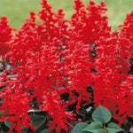 4 Fragrant Sage Salvia Live Plants, Planting in Spring Sage Plants Live, 5 to 10 Inches in Tall, Change Color (Red)