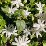 2 Jasmine Plants Live, 5 to 7 Inc in Height, Jasmine Flower Plant Live Climbing Flower Perennial, White Flowers
