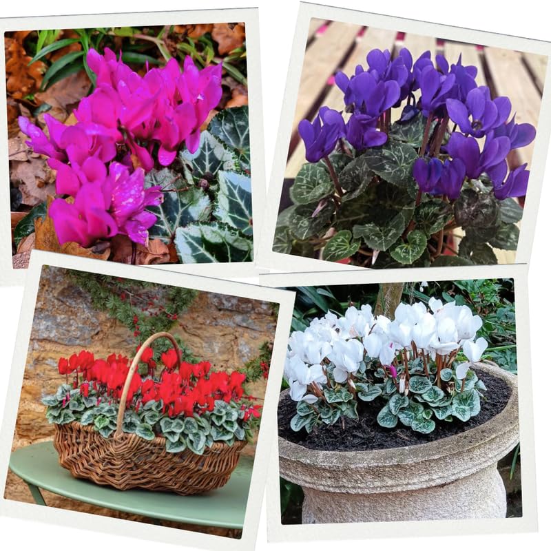 2 Random Cyclamen Plants Live in 4" Pot, Already Bloom in Vibrant Color, Easy to Care for Indoor or Garden Flowering Houseplant