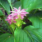 Curcuma Turmeric Ginger Plant Live for Planting 4 to 8 Inch Tall, Ornamental Ginger Flowers to Grow