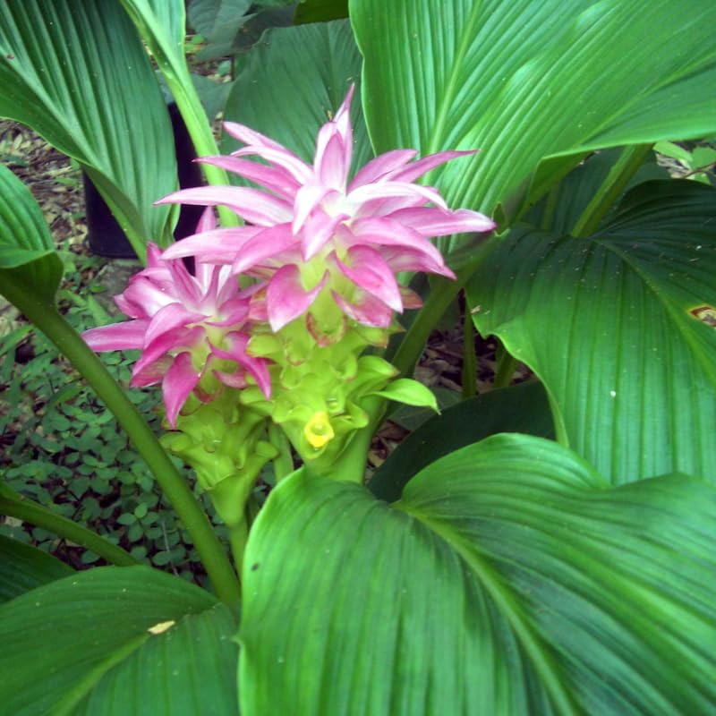 Curcuma Turmeric Ginger Plant Live for Planting 4 to 8 Inch Tall, Ornamental Ginger Flowers to Grow