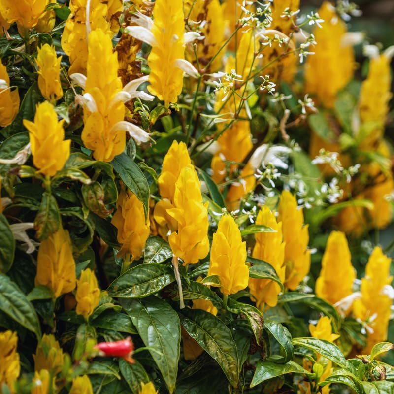 2 Golden Shrimp Plants Live, Yellow Shrimp Plants, 4 to 6 Inches in Height, Live Shrimp Plant Indoor, Shrimp Live Plant for Garden