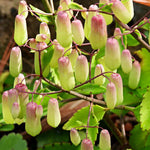 Kalanchoe Pinnata Plant Live for Planting 4-9 Inches Tall, in 4 Inch Pot, Kalanchoe Plant Live Succulent Ready to Grow Indoor Outdoor