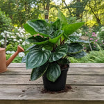 Peperomia Watermelon Plant Live, Peperomia Houseplant, Green Foliage, 5-7 Inches in Height for Indoor Planting