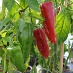 2 Jalapeno Pepper Live Plants Per Pot, 80 Days Old Pepper Plant Well Rooted Seedlings, Hot Peppers Plants for Year Round Harvesting, No CA