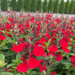 2 Vibrant Sage Salvia Live Plants, Fragrant Perennial Sage Plants Live for Spring Planting, Summer Planting, 5 to 10 Inches in Tall, (Hot Lips)