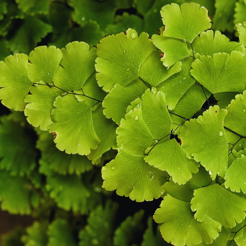 Fern Plant Live, 3.5 Inc Potted, Live Maidenhair Fern Plant, Fern Plant Pot, Fern Plant Live Indoor Outdoor