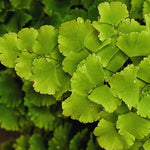 Maidenhair Fern Plant Live, Live Fern Plant, 3.5 Inc Potted, Fern Plant Pot, Fern Plant Live for Gardening Outdoor Indoor
