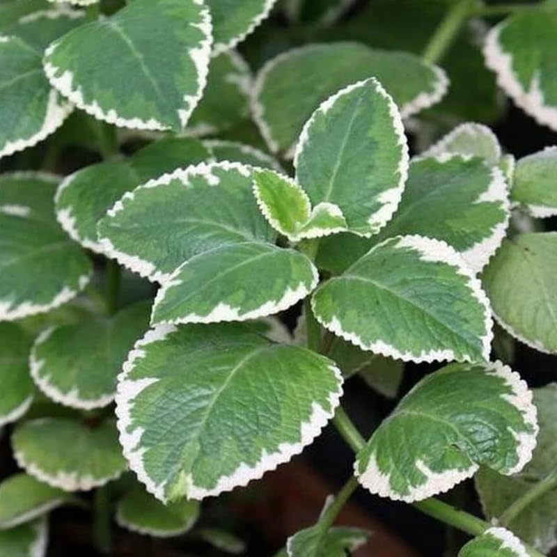 2 Variegated Cuban Oregano Plants Live, 4-6" Tall Spanish Thyme Mexican Mint for Indoor Outdoor Growing