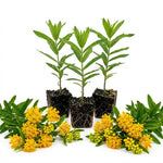 3 Yellow Milkweed Plant Live, Asclepias Tuberosa Butterfly Bush, 4-8"