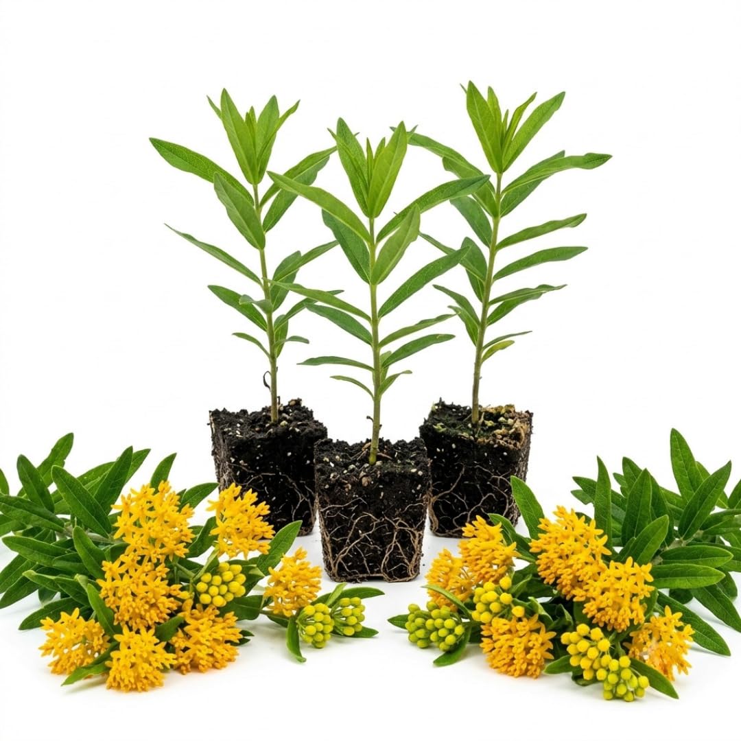 3 Yellow Milkweed Plant Live, Asclepias Tuberosa Butterfly Bush, 4-8"