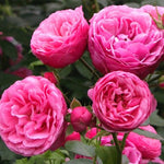 Pink Rose Live Plant, Rose Bush Ready to Plant Well Rooted 5-9 Inch Tall, Heirloom Rose Flowers, No Pot