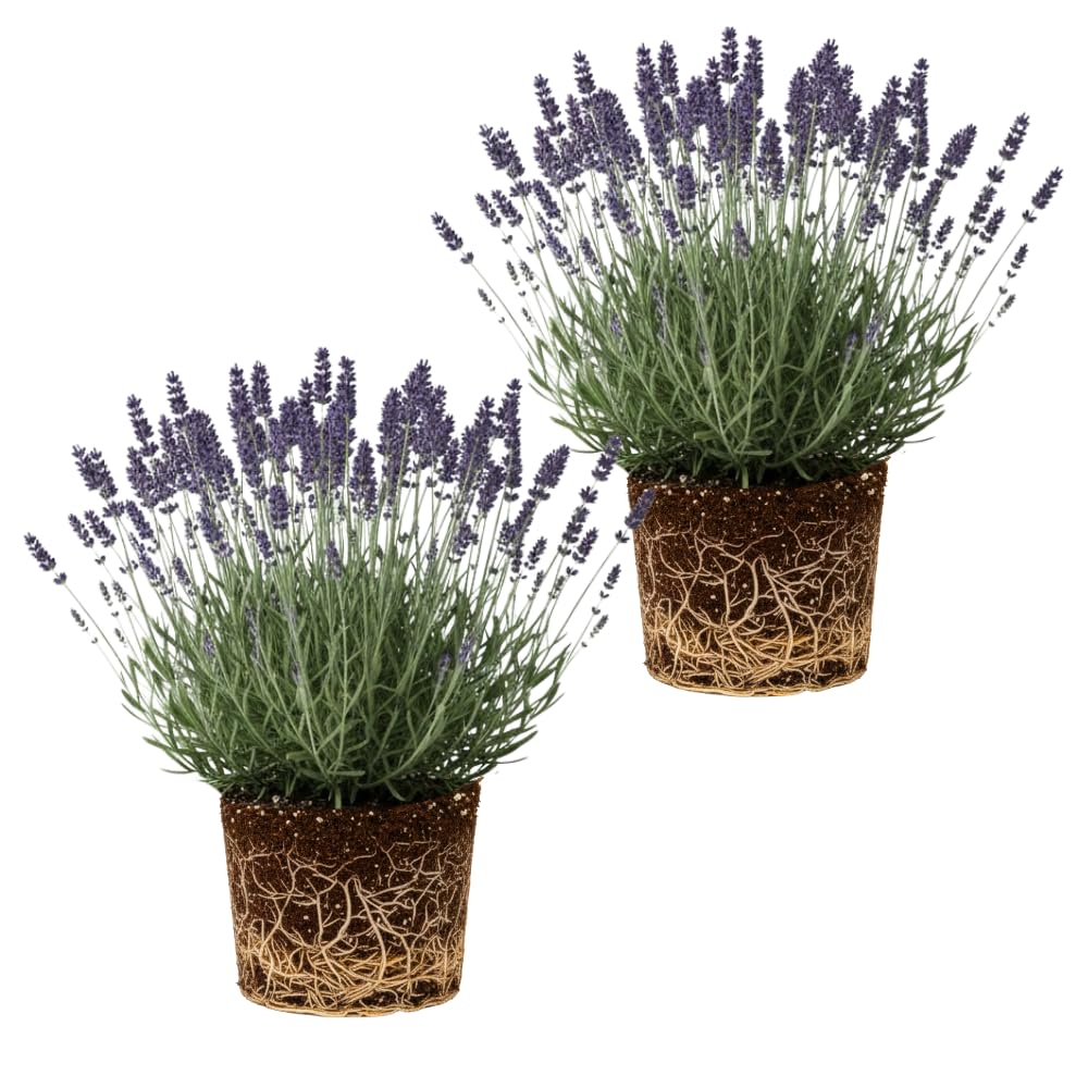 2 Lavender Plants Live Indoors, 4-8" Tall, Lavandula Perennial Flower Plants for Planting Outdoors Home Garden (Provence Lavender)