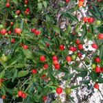 Red Chiltepin Pepper Plants Live for Planting, 6 to 8 Inch Tall Pepper Plants in Pot, Hot Peppers