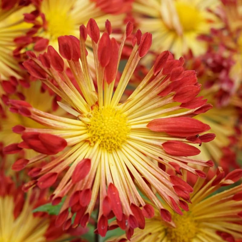 Pack 3 Red Yellow Chrysanthemum Plants, Mums Plants Live, 3 to 6 Inch Tall Garden Mum Live Plant, Vibrant Fall Blooms, Hardy Chrysanthemum Flowers, No Pot