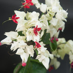 2 Bleeding Heart Live Plants, 5-9 Inches, Clerodendrum Bleeding Heart Vine, Bell Shaped Flowers Well Rooted (White Bleeding Heart)
