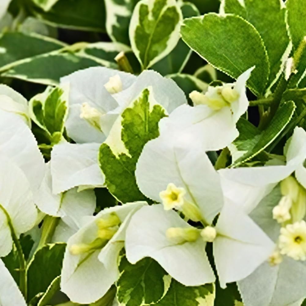 2 Coconut Ice Bougainvillea Plants Live, Flowering Bougainvillea Vine for Outdoor Garden or Trellis, 5-9 Inch Tall, Very Hardy