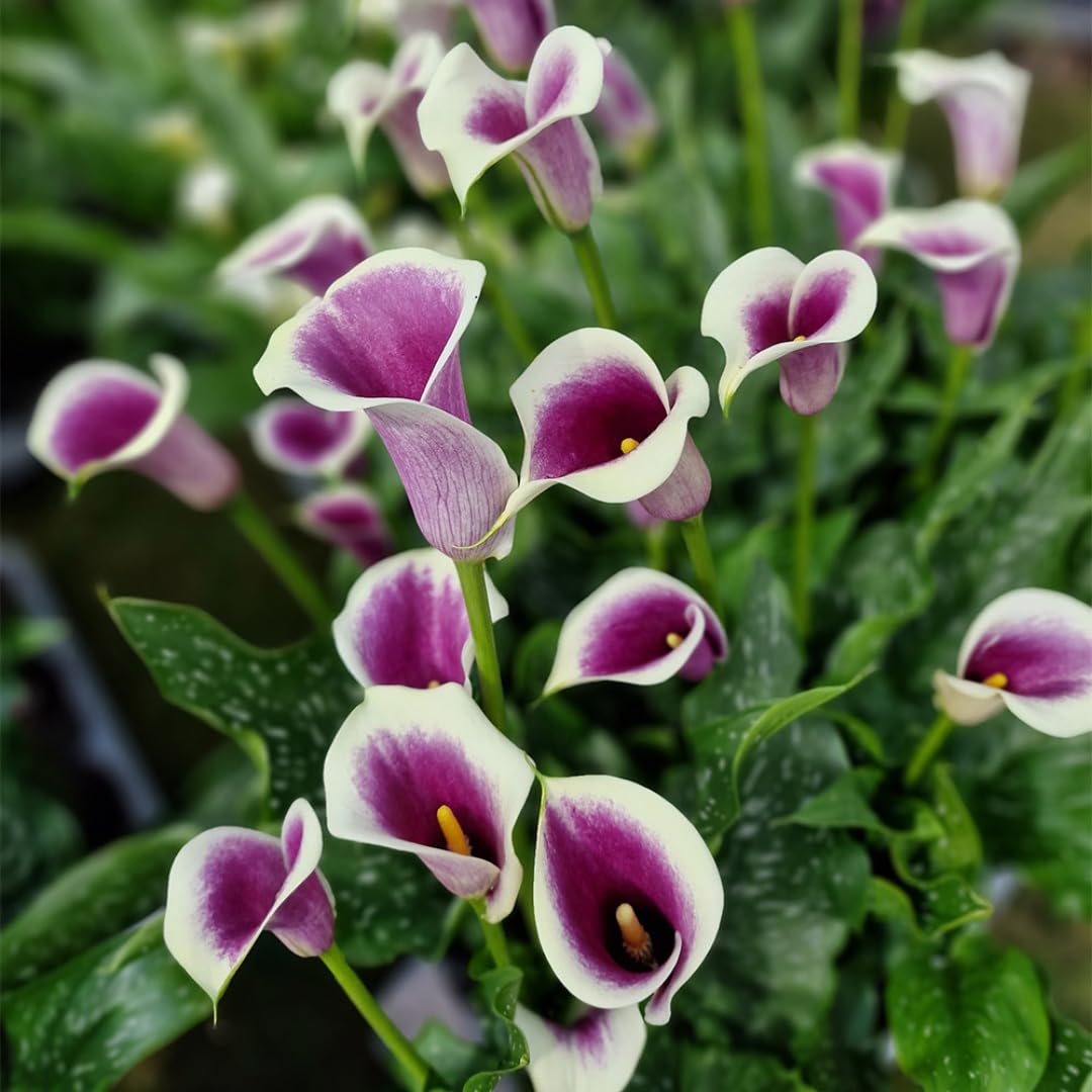 Pack 3 White Purple Calla Lily Bulbs - Calla Lily Flowering Bulbs for Garden and Containers, Easy to Grow Summer Blooms