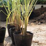 16 Stalks Lemongrass Plants Live Well Rooted, No Pot Lemon Grass Tree Perennial Indoor Outdoor, Starter 3-7 Inches Tall