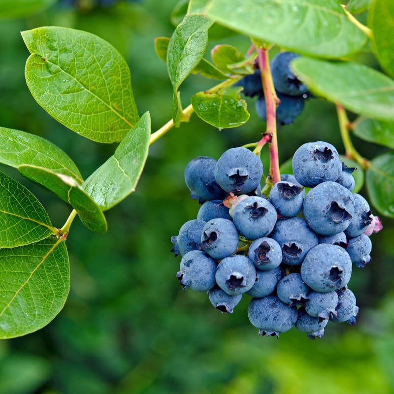 Blueberry Plant Live, Sweet Blueberry Tree Live Plant, Well Rooted 5-12" Tall, Blueberry Bush Live Plant (Misty Blueberry)