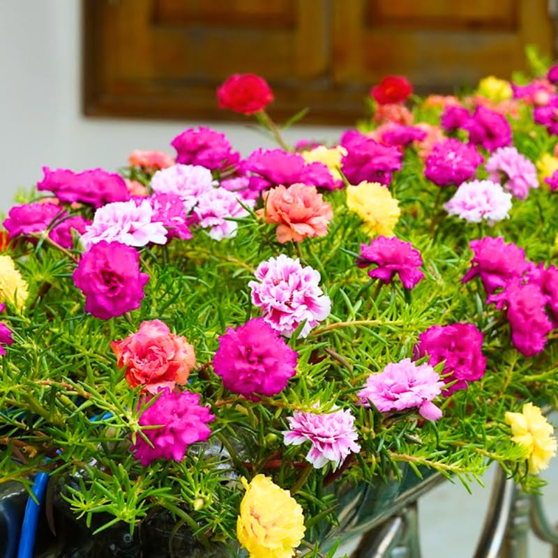 3 Mix Portulaca Moss Rose Live Plants, Clumps 4-8" Tall Double Flowered Moss Roses for Outdoor Garden, Patio, Hanging Baskets