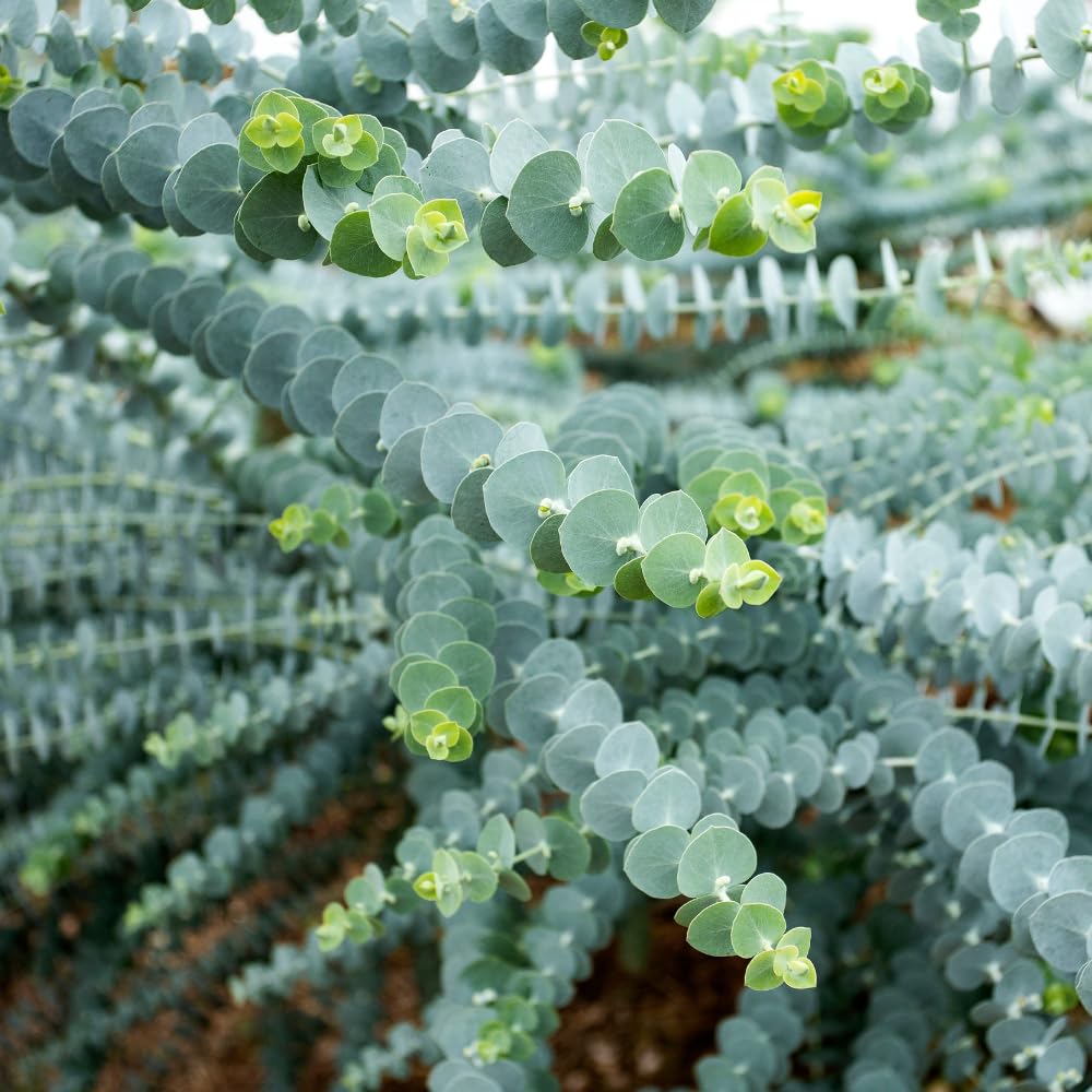 Baby Blue Eucalyptus Plant Live, Eucalyptus Tree Live Plant, 5 to 7 Inc Tall, Fragrant Foliage, Cold Hardy Eucalyptus Plant Live for Indoor Outdoor Growing