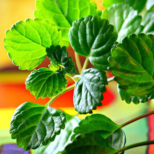 1 Pot Plectranthus Swedish Ivy Plant Live for Planting, 2 Starter Plants Per Pot, Swedish Ivy Mint Herb Plants, Live Swedish Ivy Houseplants (Green Swedish Ivy)