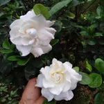 3 Cape Jasmine Plants Live, 4 to 7 Inc in Height, Frost Proof Gardenia Plant Jasmine Live Plant Climbing Flower Perennial