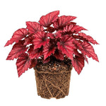 Begonia Live Plant, Begonias Live Plant, Rare Begonias Plants, 5-7 Inches in Height for Indoor Houseplant (Red Begonia)