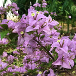 Set 2 Lilac Bougainvillea Live Plants 4-7 Inches Tall, Vibrant Bumgainvillea Flowering Vines for Garden, Patio Containers and Indoor Growing