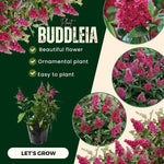Raspberry Butterfly Bush Buddleia Butterfly Plant Live, 4-9" Tall Well-Rooted for Outdoor Gardens, Perennial Shrub, No Pot