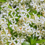 2 Star Jasmine Plants Live from 4 to 6 Inches Tall, Live Jasmine Plants Indoor