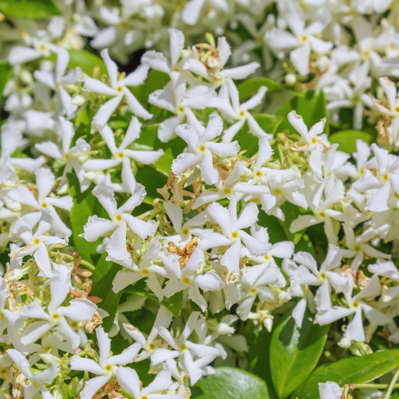 2 Star Jasmine Plants Live from 4 to 6 Inches Tall, Live Jasmine Plants Indoor