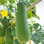 Luffa Plants Live, 2 Luffa Gourd Live Plant, 3 to 5 Inches Tall, Loofah Gourd Plants for Growing Indoor Outdoor, 4 Inches Pot