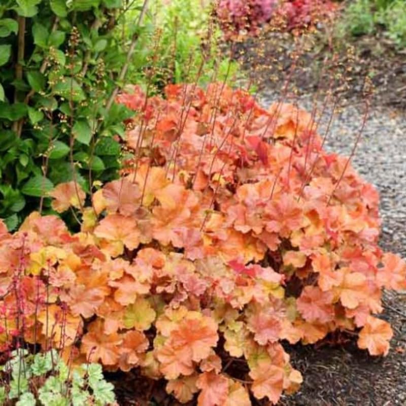 Pack 3 Heuchera Plants Live, Coral Bells Plants 4-7” Tall for Shade Gardens, Borders, Pots, Heuchera Perennials Seedlings (Red Orange Yellow Heuchera)