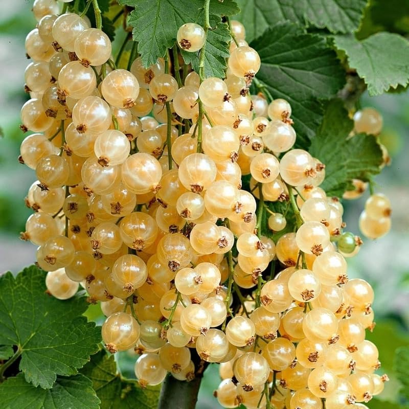 Currant Plant Live, Currant Bush Live Plant, 5-11 Inch Tall, Currant Berries Currant Tree, Currant Fruit Well Rooted (White Currant)