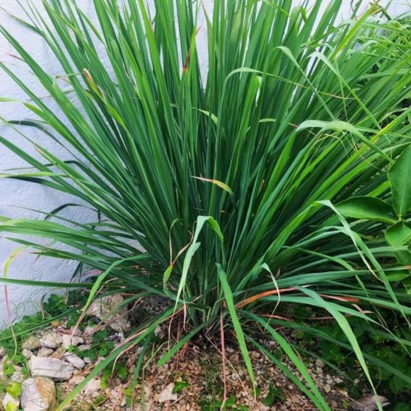 Potted of 2 Lemon Grass Live Plants, Indoor Outdoor Herb Lemongrass Plants Rooted, Lemongrass Stalks Zones 9-11
