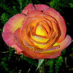 Rose Bush Live Plant, Hybrid Tea Rose Plant Live, 5-9 Inch Tall, Fragrant Flowers Tree, Well-Rooted 1 Year Old, No Pot (Rare Orange Rose)