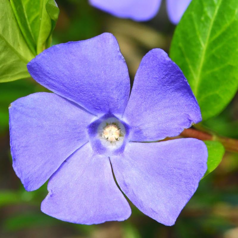 2 Vinca Minor Plants Live, Creeping Periwinkle Plants Live, Vinca Minor Live Plant Indoor, Purple Vinca Plant Pot, Ground Cover Plant Live, 3 to 6 Inches Tall in 4 Inches Pot