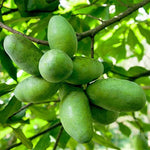 2 Pots Pawpaw Trees Live Plants, 6-12" Tall, Quart Pots, Hardy Paw Paw Fruit Trees for Outdoor Planting